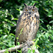 North Chinese Eagle-Owl - Photo (c) Kim, Hyun-tae, some rights reserved (CC BY), uploaded by Kim, Hyun-tae