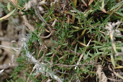 Thymus dzevanovskyi