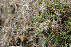 Thymus dzevanovskyi