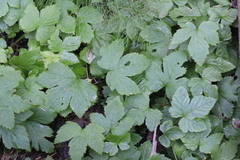 Rubus humulifolius