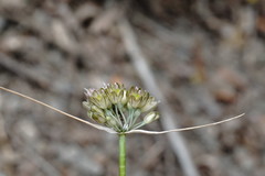 Allium rupestre