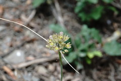 Allium rupestre