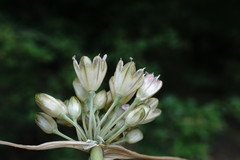 Allium rupestre