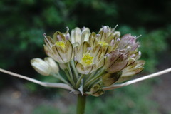 Allium rupestre