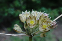 Allium rupestre