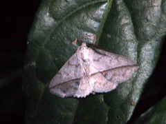 Ugia insuspecta
