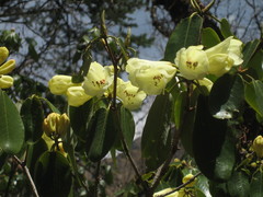 Rhododendron campylocarpum
