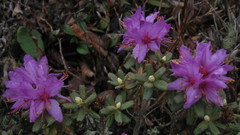 Rhododendron setosum
