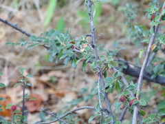 Cotoneaster buxifolius