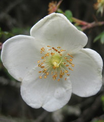 Rosa sericea