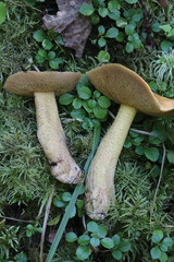 Suillus plorans