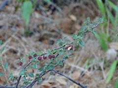 Cotoneaster buxifolius