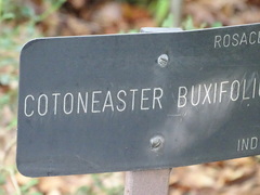 Cotoneaster buxifolius