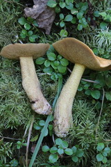 Suillus plorans