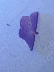 Plesiomorpha flaviceps