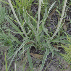 Helichrysum pallidum