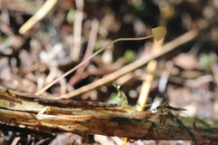 Mycena pterigena