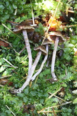 Cortinarius flexipes