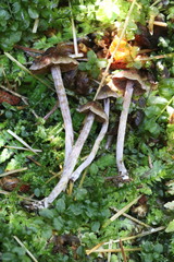 Cortinarius flexipes