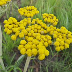 Helichrysum pallidum