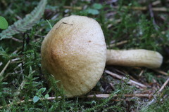 Suillus plorans