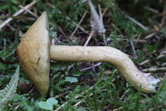 Suillus plorans