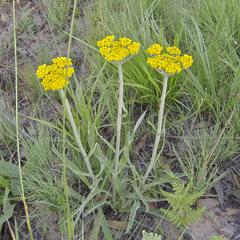 Helichrysum pallidum