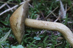 Suillus plorans