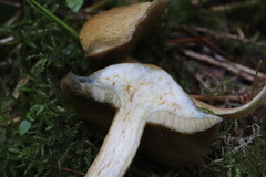 Suillus plorans
