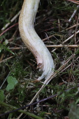 Suillus plorans