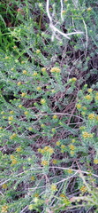 Oedera genistifolia