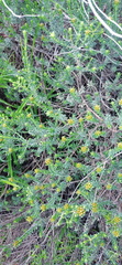 Oedera genistifolia
