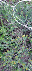 Oedera genistifolia