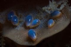Gibberula dulcis