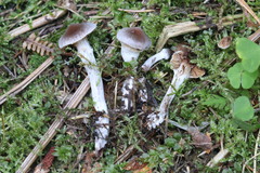 Cortinarius flexipes