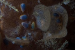 Gibberula dulcis