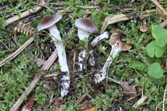 Cortinarius flexipes