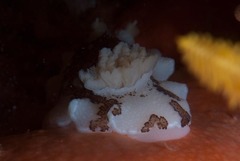 Mandelia mirocornata