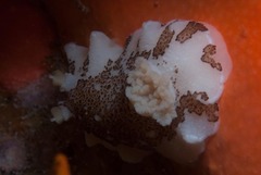 Mandelia mirocornata