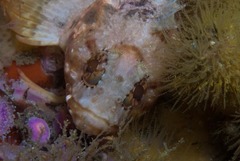 Clinus taurus