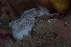 Mandelia mirocornata