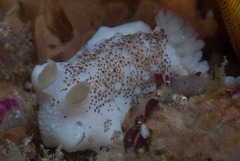 Mandelia mirocornata