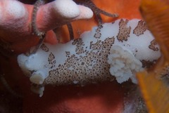 Mandelia mirocornata