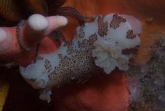 Mandelia mirocornata