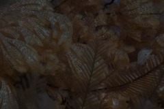 Menipea crispa