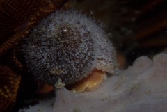 Nucella squamosa