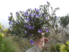 Psoralea congesta
