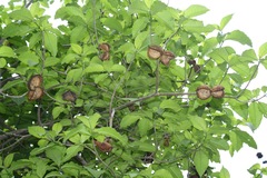 Tabernaemontana tomentosa