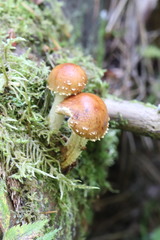 Pholiota mixta
