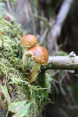 Pholiota mixta